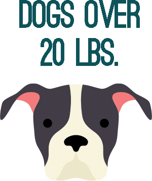 Dogs over 20 lbs