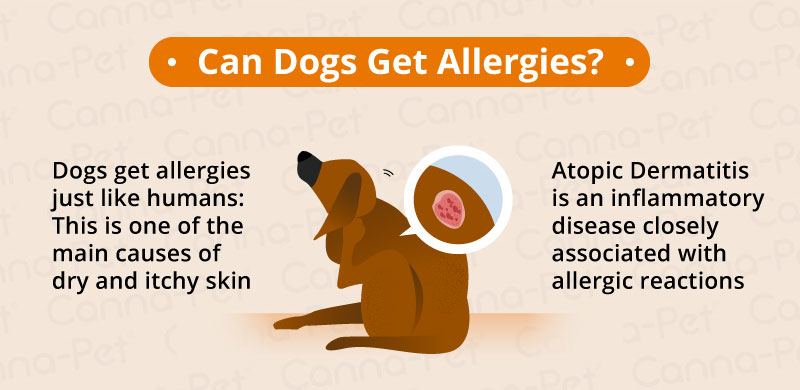 what can you put on a dog with dry skin