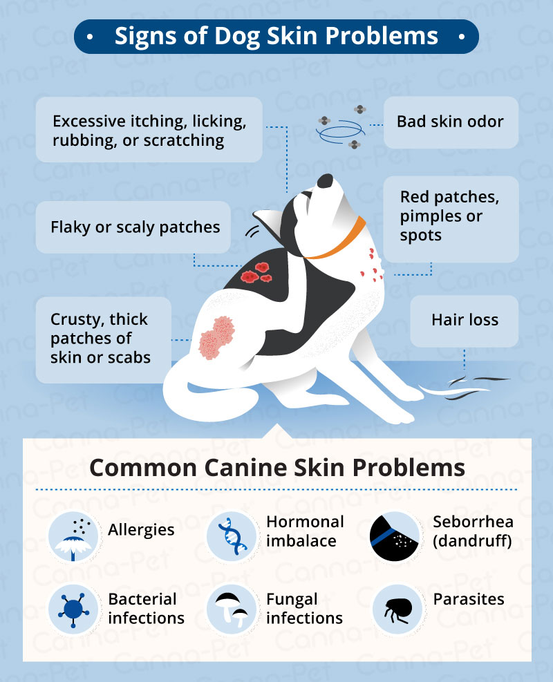 Dog Skin Conditions | Canna-Pet