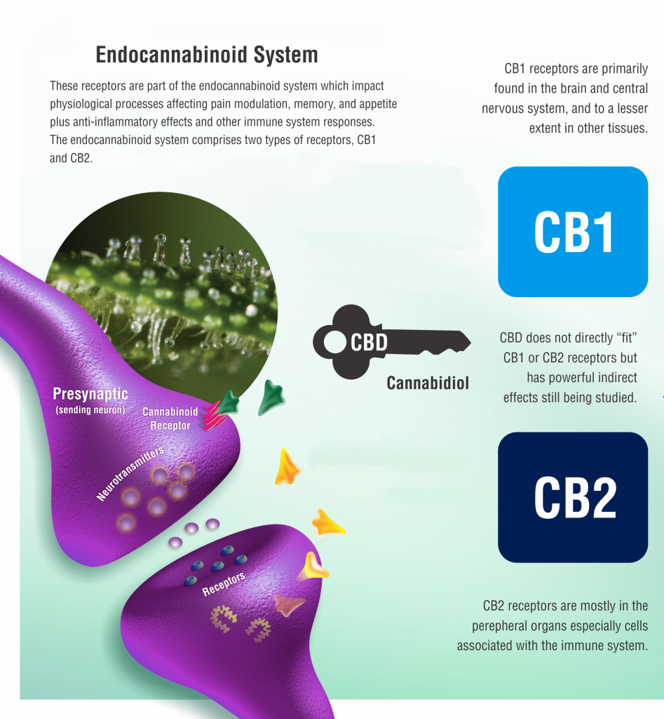ECS System Endocannabinoid2