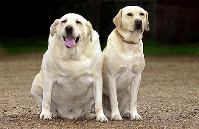 obesity in dogs golden retriever
