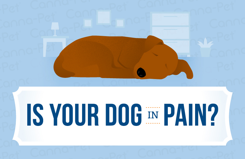 is your dog in pain