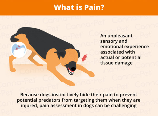 Signs Of Pain In Dogs & Natural Pain Remedies 