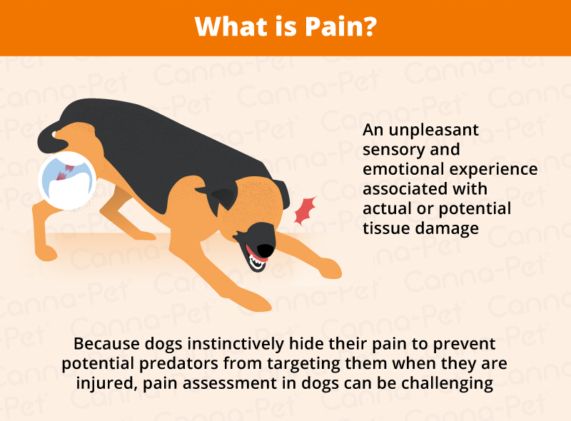 what is pain in dogs