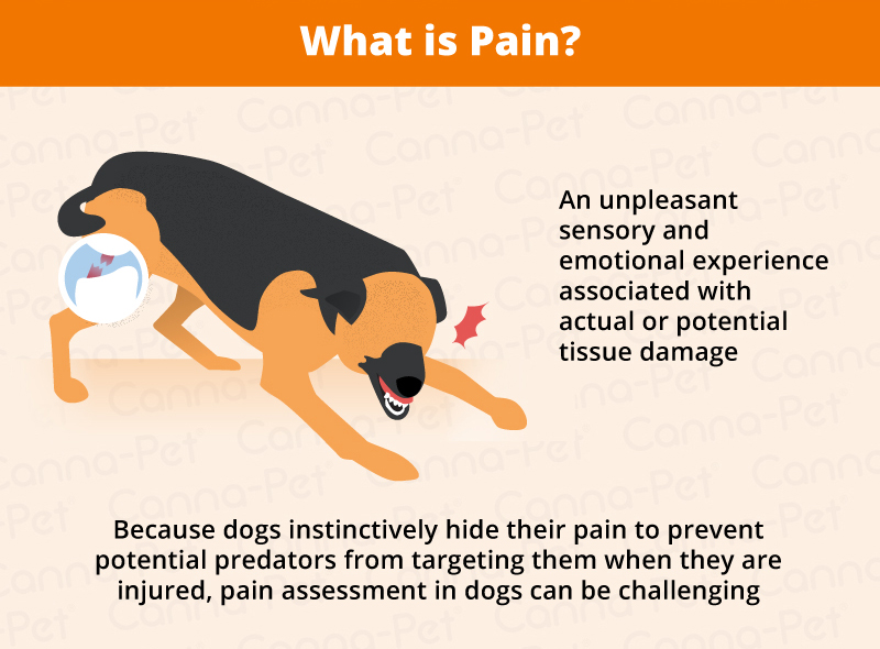 how-to-tell-if-a-dog-is-in-pain-youtube