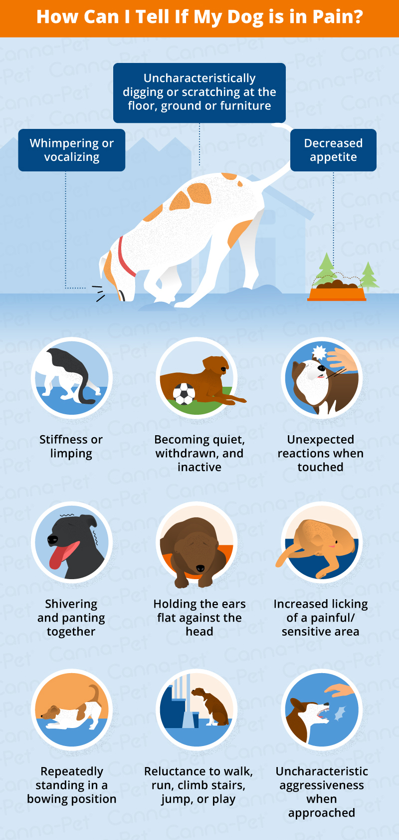 how to tell if dog is in pain