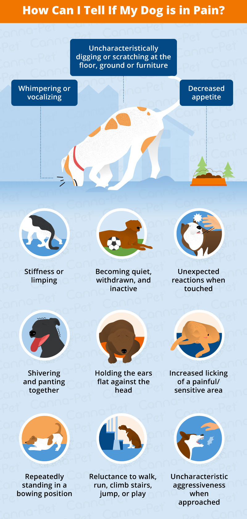 what are signs that dogs are in pain