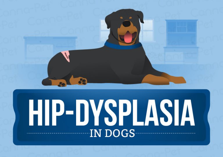 Hip Dysplasia in Dogs Causes, Treatment & More