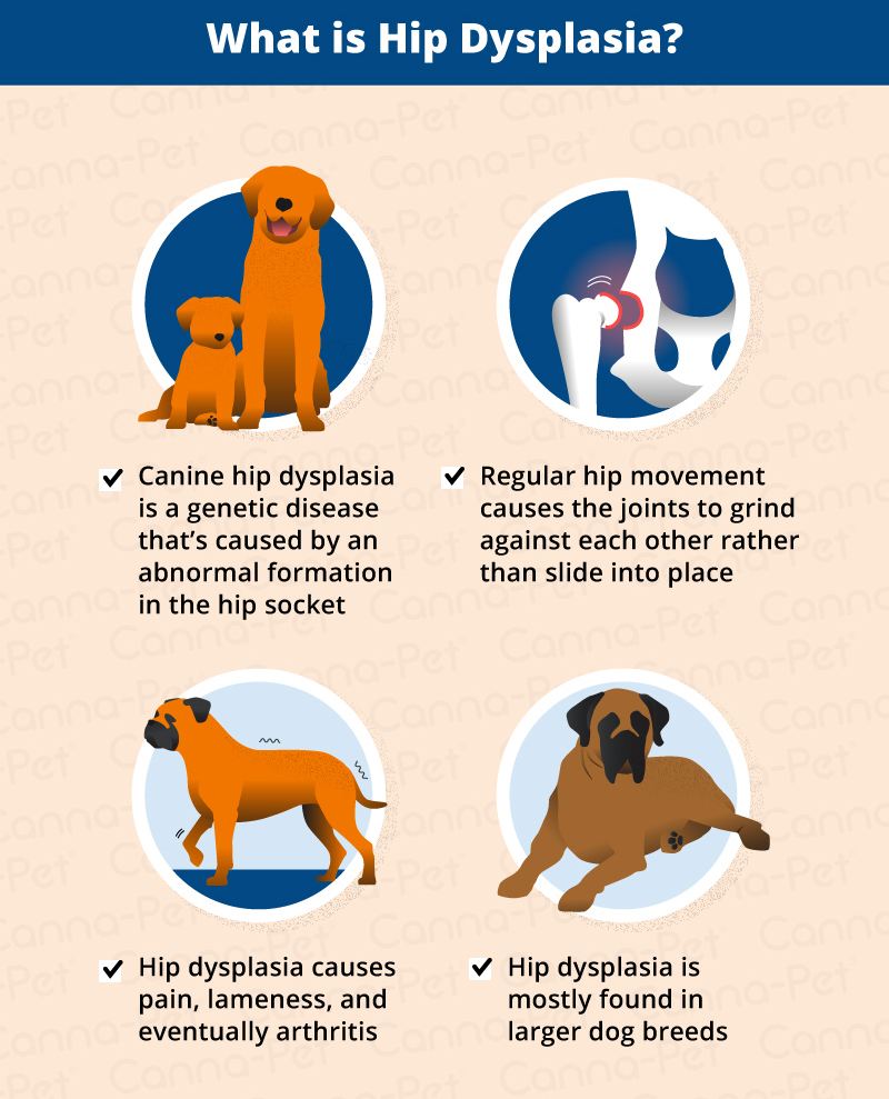 Hip Dysplasia in Dogs
