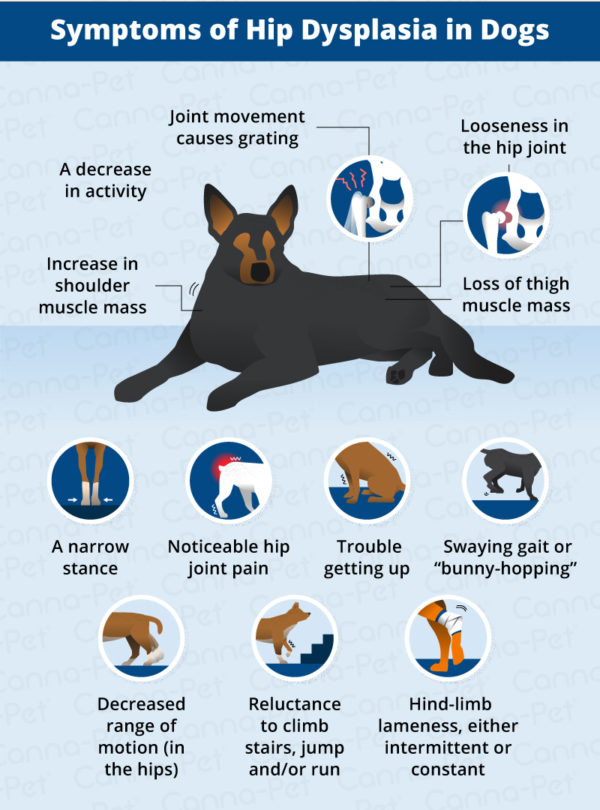Hip Dysplasia in Dogs | Causes, Treatment & More