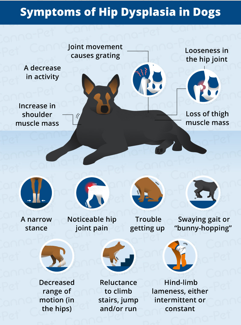 are dogs prone to hip dysplasia