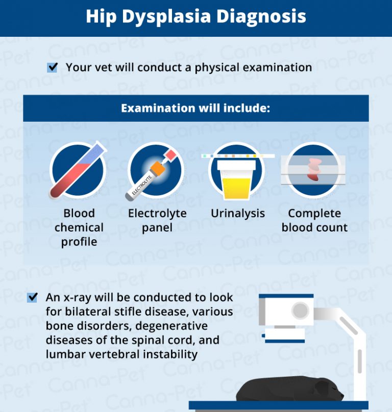 Hip Dysplasia in Dogs Causes, Treatment & More