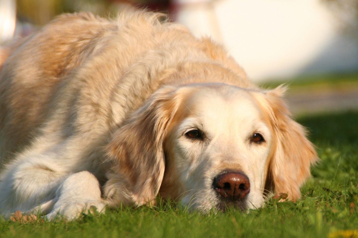 lyme disease in dogs_canna-pet