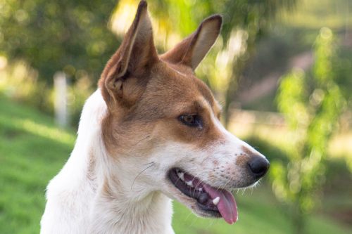 lyme disease symptoms in dogs_canna-pet