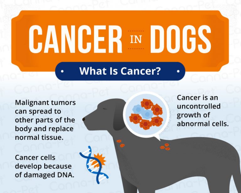 Cancer in Dogs: Causes, Symptoms, & Treatments | Canna-Pet