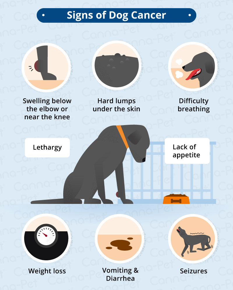 What Breed Of Dogs Detect Cancer