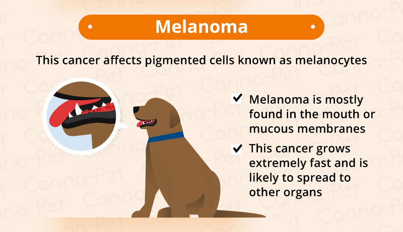 Cancer in Dogs | Canna-Pet