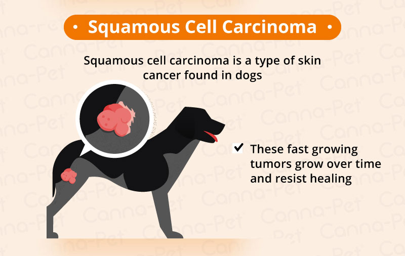 Cancer in Dogs | Canna-Pet