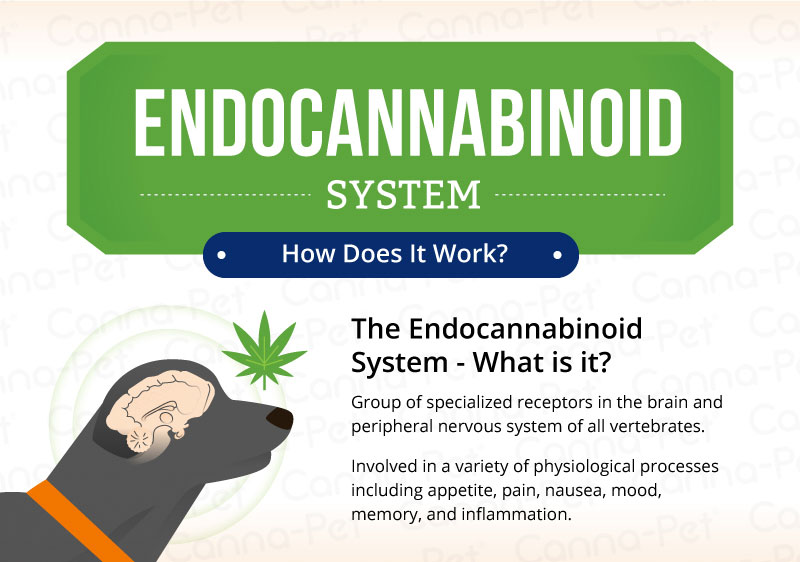 The Endocannabinoid System in Pets | Canna-Pet