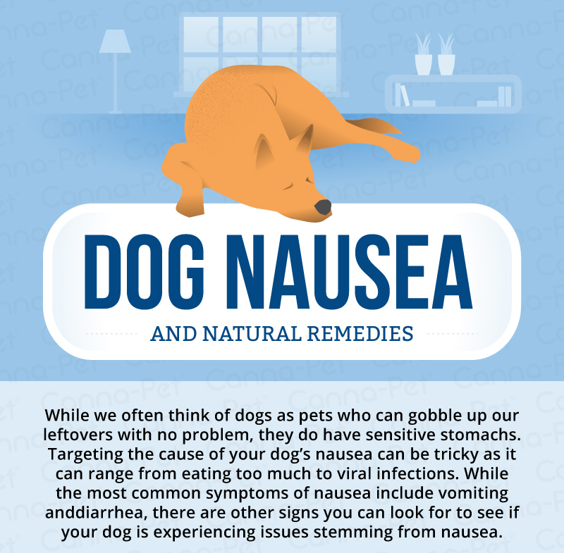 Dog Nausea