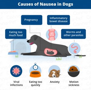 Dog Nausea & Natural Remedies | Canna-Pet®