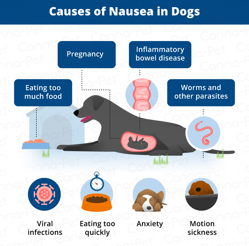Causes of Dog Nausea