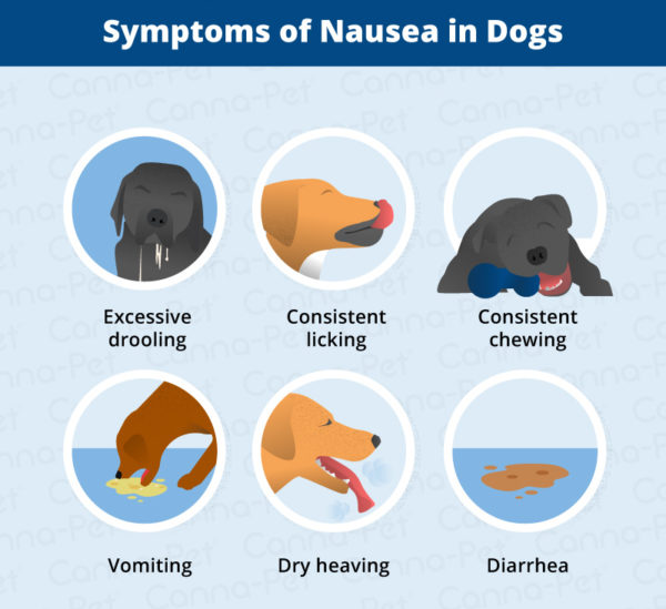 Dog Nausea & Natural Remedies | Canna-Pet®