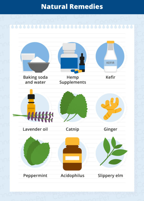 Dog Nausea & Natural Remedies CannaPet®