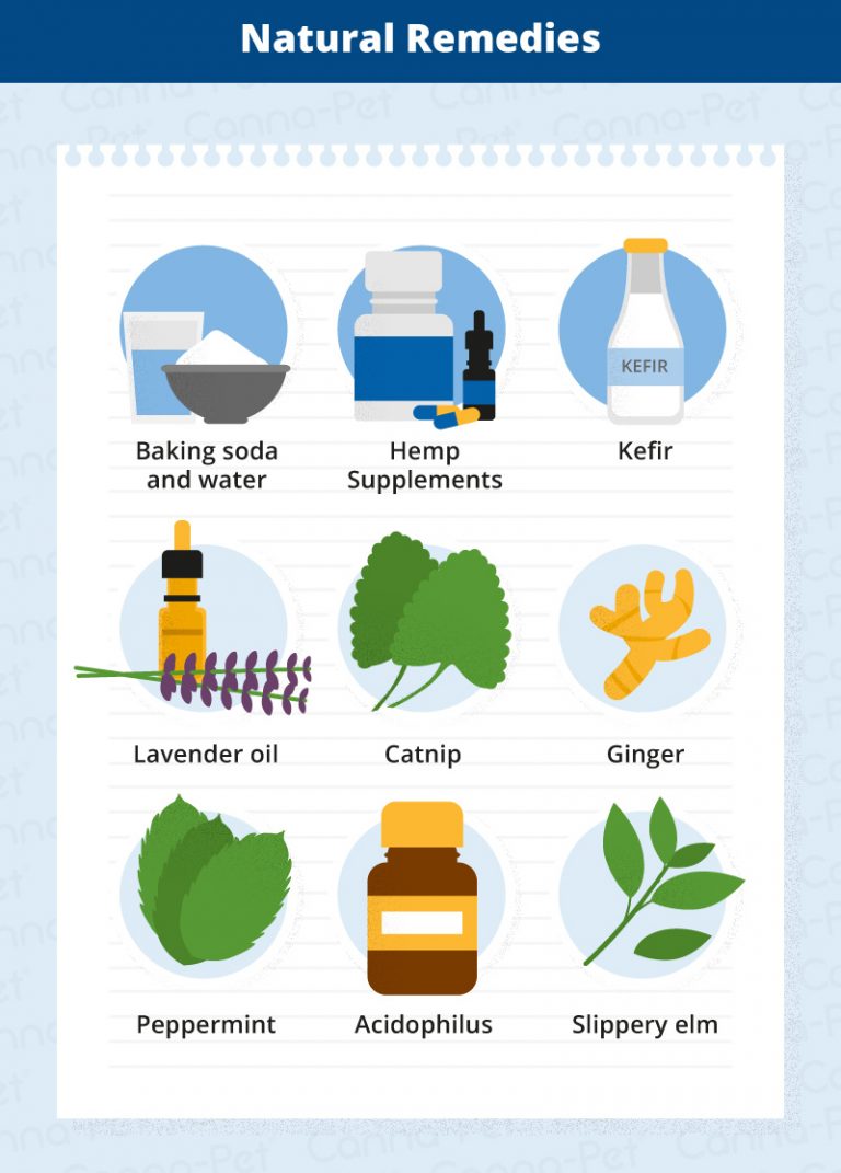 How To Help My Dog's Nausea at James Tarver blog