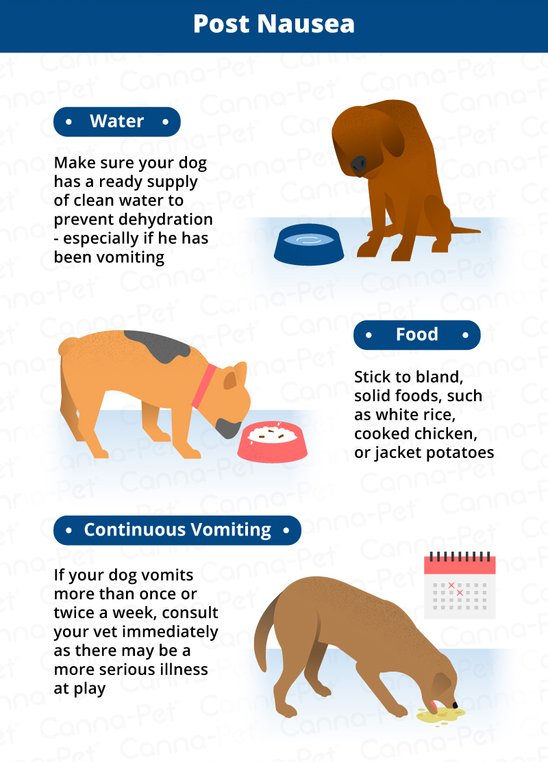 Dog store vomiting symptoms