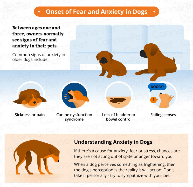 Dog Anxiety & Natural Remedies A Complete Guide CannaPet®