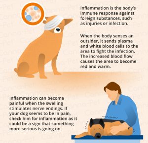 Inflammation in Dogs - Canna-Pet®