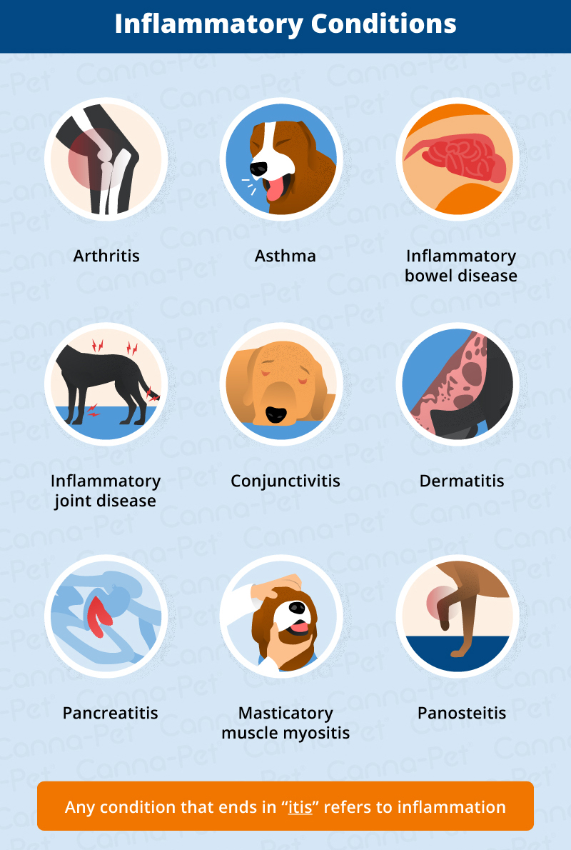 Inflammation in Dogs - Canna-Pet®