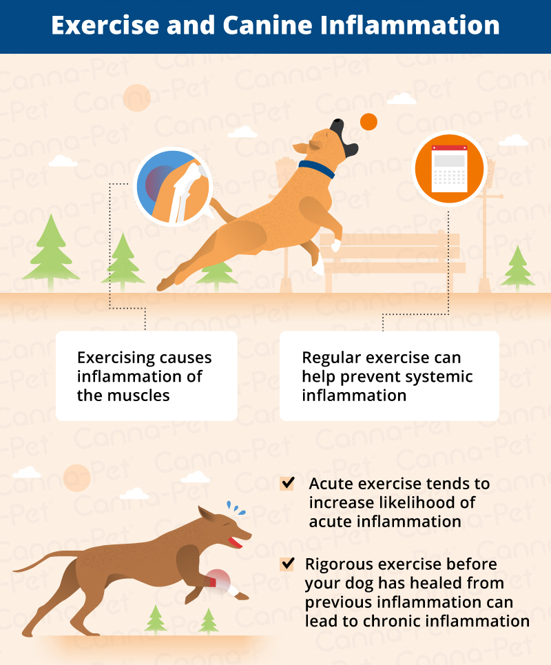 Exercise and Dog Inflammation