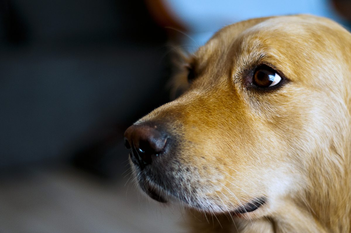 Dog Seizure Symptoms Natural Remedies Canna Pet
