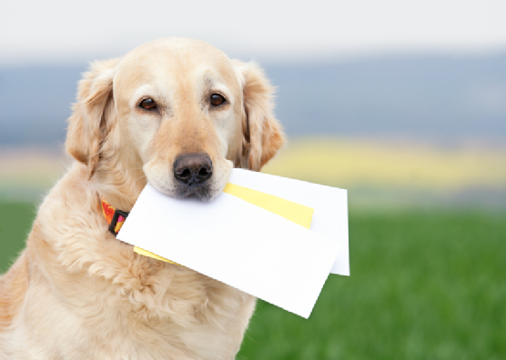 Dog with letters