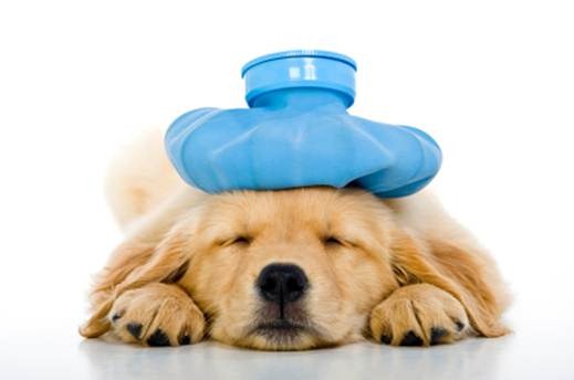 pain relief for dogs