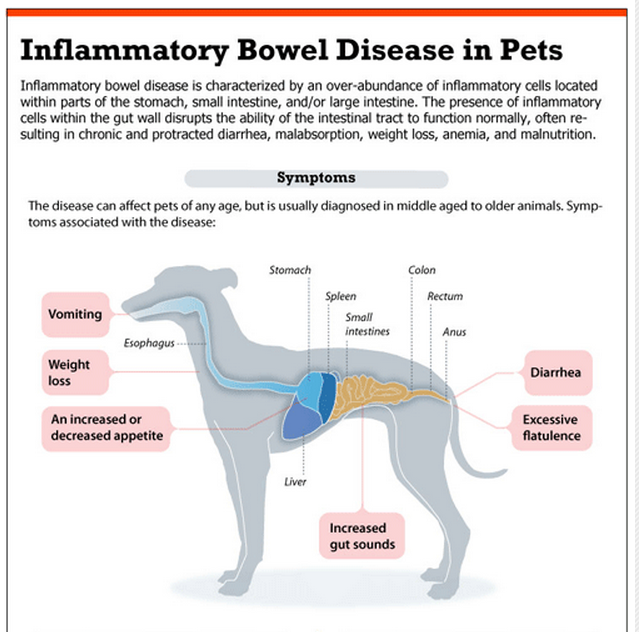 what causes inflammatory bowel disease in dogs