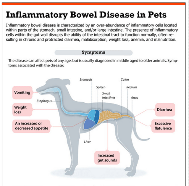 Ibd in best sale dogs diet