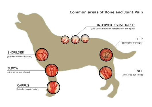 Natural Joint Remedies For Dogs Natural Joint Remedies For Dogs