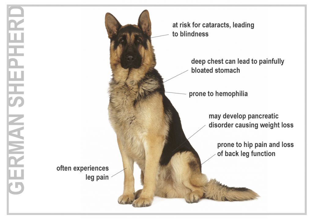 Health Risks For Seven Top Dog Breeds - Canna-Pet®