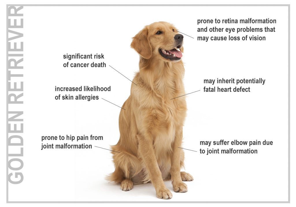 Health Risks For Seven Top Dog Breeds - Canna-Pet®