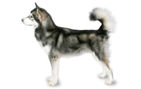 Malamute best sale breed info