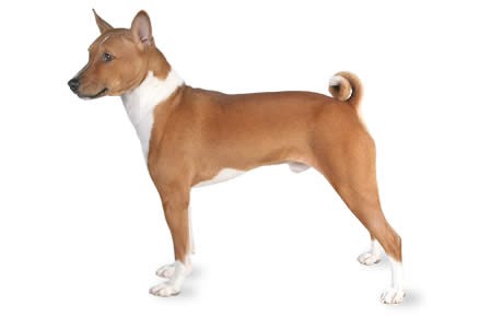 Basenji allergenic hot sale