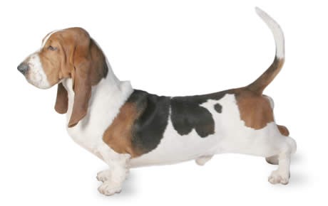 Basset Hound Dog Breed  Origin, History, Personality & Care Needs