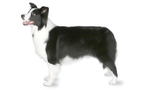 Border Collie Dog Breed Information