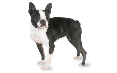 Boston Terrier Dog Breed – All You Need to Know