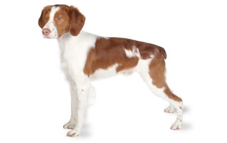 Brittany sales spaniel personality