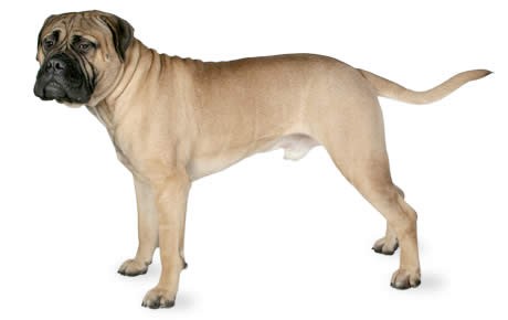Fila Brasileiro dog with clinical signs of hypothyroidism. A