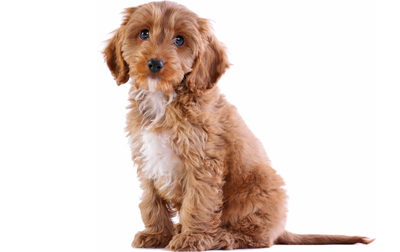 Akc best sale cockapoo breeders